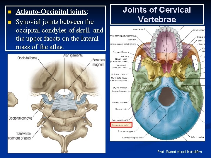 n n Atlanto-Occipital joints: Synovial joints between the occipital condyles of skull and the