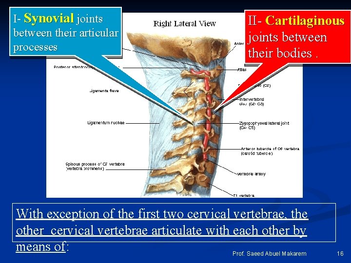 I- Synovial joints between their articular processes II- Cartilaginous joints between their bodies. With