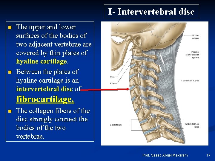 I- Intervertebral disc n n The upper and lower surfaces of the bodies of