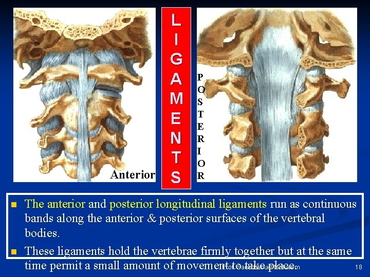 Anterior n n L I G A M E N T S P O