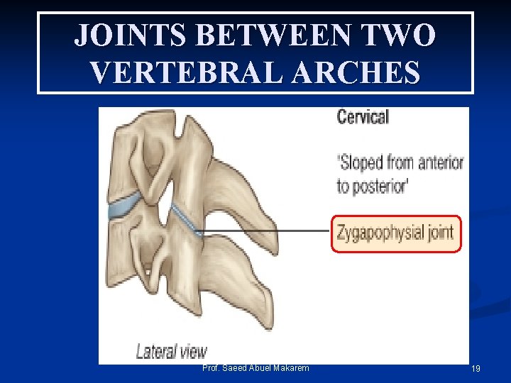 JOINTS BETWEEN TWO VERTEBRAL ARCHES Prof. Saeed Abuel Makarem 19 