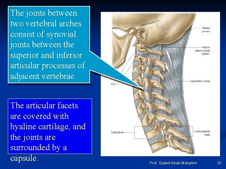 The joints between two vertebral arches consist of synovial joints between the superior and