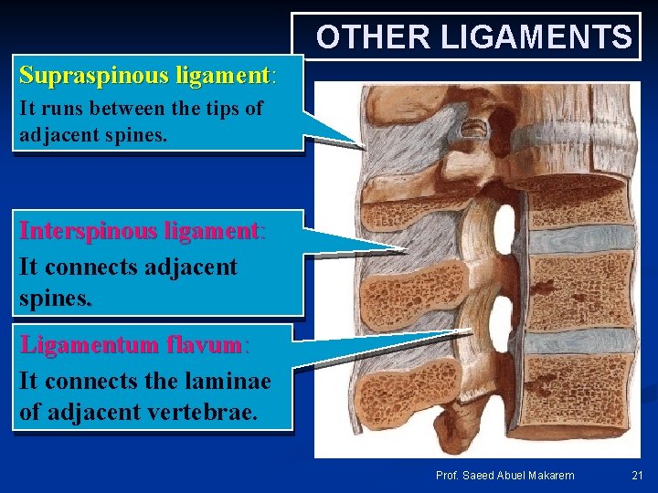 OTHER LIGAMENTS Supraspinous ligament: It runs between the tips of adjacent spines. Interspinous ligament: