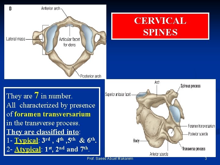 CERVICAL SPINES They are 7 in number. All characterized by presence of foramen transversarium