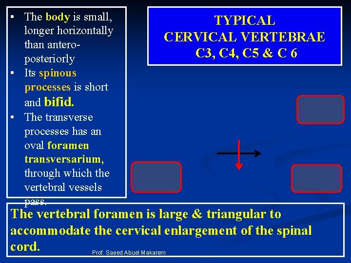  • The body is small, longer horizontally than anteroposteriorly • Its spinous processes