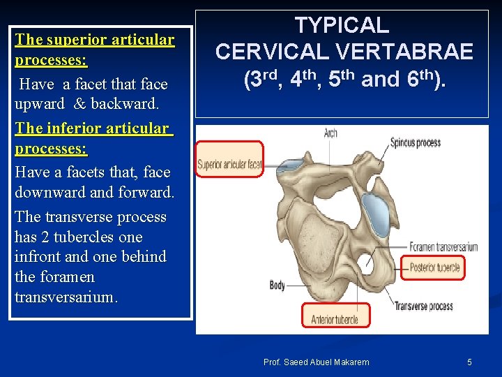 The superior articular processes: Have a facet that face upward & backward. The inferior