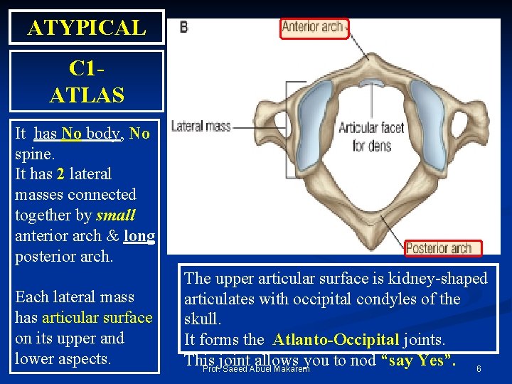 ATYPICAL C 1 ATLAS It has No body, No spine. It has 2 lateral