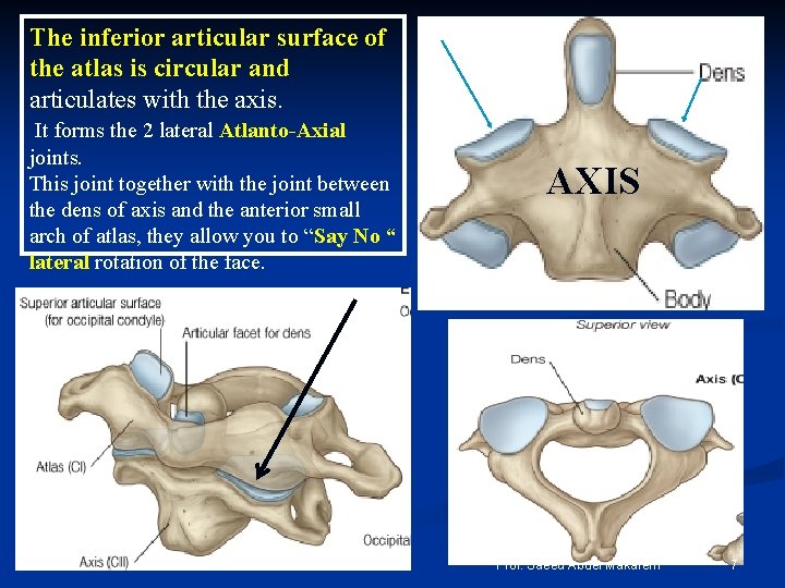 The inferior articular surface of the atlas is circular and articulates with the axis.