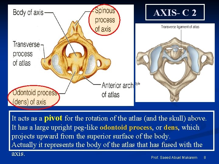 AXIS- C 2 It acts as a pivot for the rotation of the atlas
