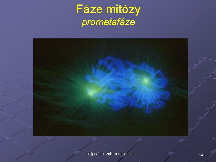 Fáze mitózy prometafáze http: //en. wikipedia. org 14 