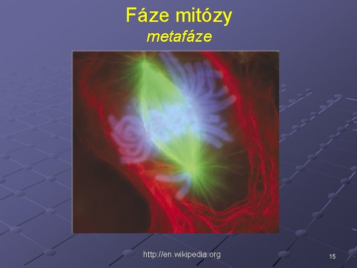 Fáze mitózy metafáze http: //en. wikipedia. org 15 