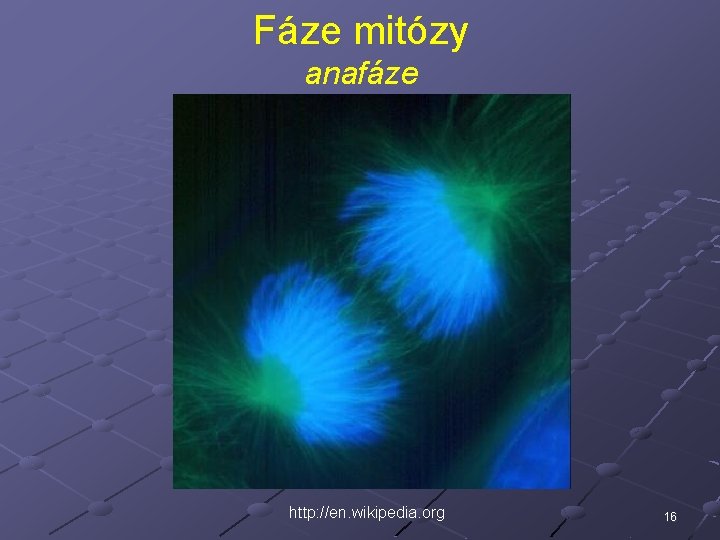 Fáze mitózy anafáze http: //en. wikipedia. org 16 