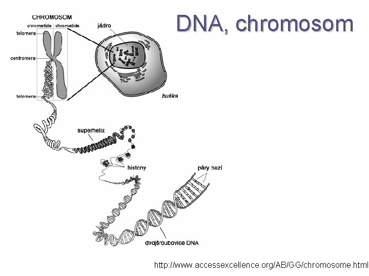 DNA, chromosom 3 http: //www. accessexcellence. org/AB/GG/chromosome. html 