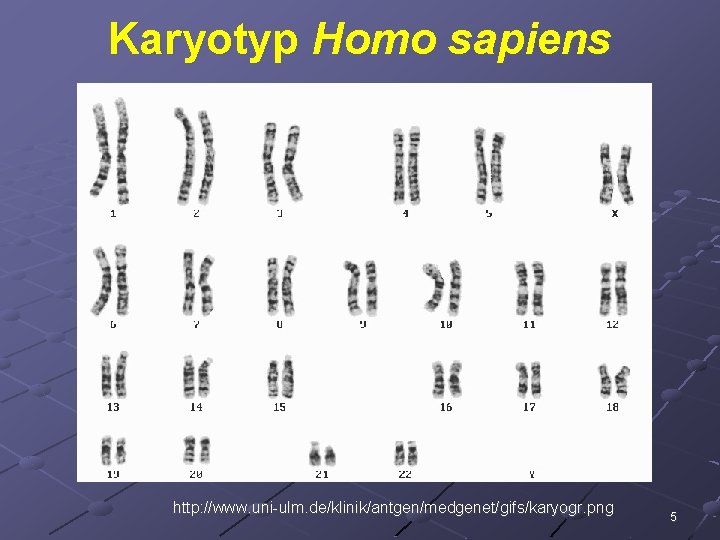 Karyotyp Homo sapiens http: //www. uni-ulm. de/klinik/antgen/medgenet/gifs/karyogr. png 5 