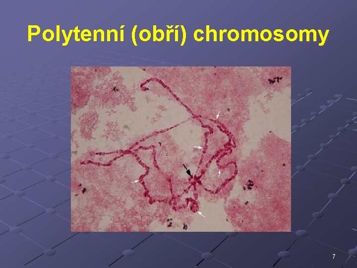 Polytenní (obří) chromosomy 7 