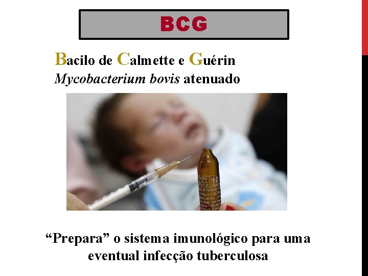 BCG Bacilo de Calmette e Guérin Mycobacterium bovis atenuado “Prepara” o sistema imunológico para