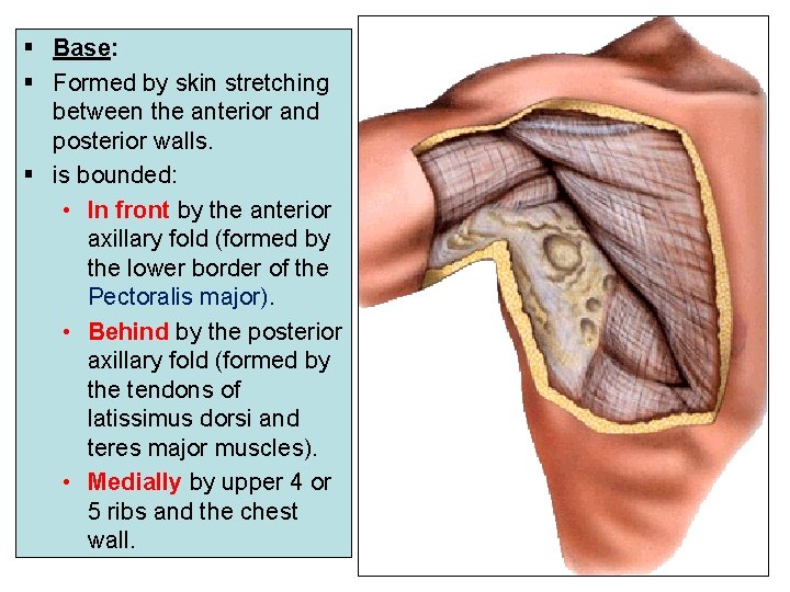 § Base: § Formed by skin stretching between the anterior and posterior walls. §