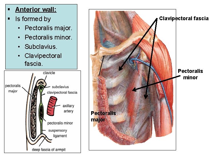§ Anterior wall: § Is formed by • Pectoralis major. • Pectoralis minor. •