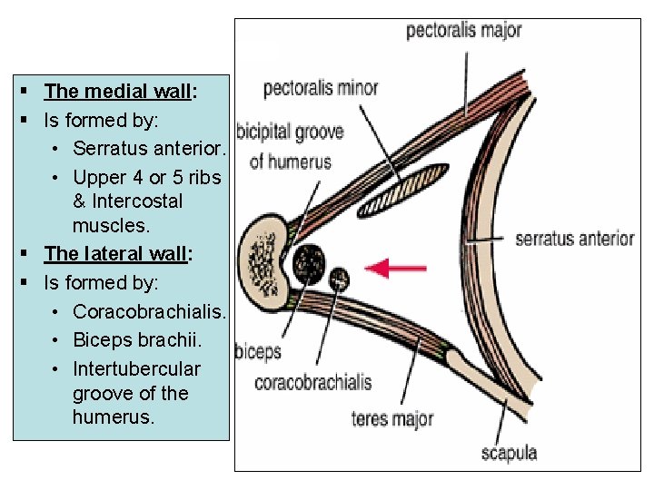 § The medial wall: § Is formed by: • Serratus anterior. • Upper 4