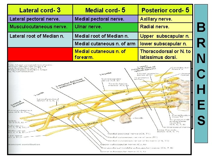 Lateral cord- 3 Medial cord- 5 Posterior cord- 5 Lateral pectoral nerve. Medial pectoral