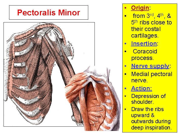 Pectoralis Minor • Origin: • from 3 rd, 4 th, & 5 th ribs