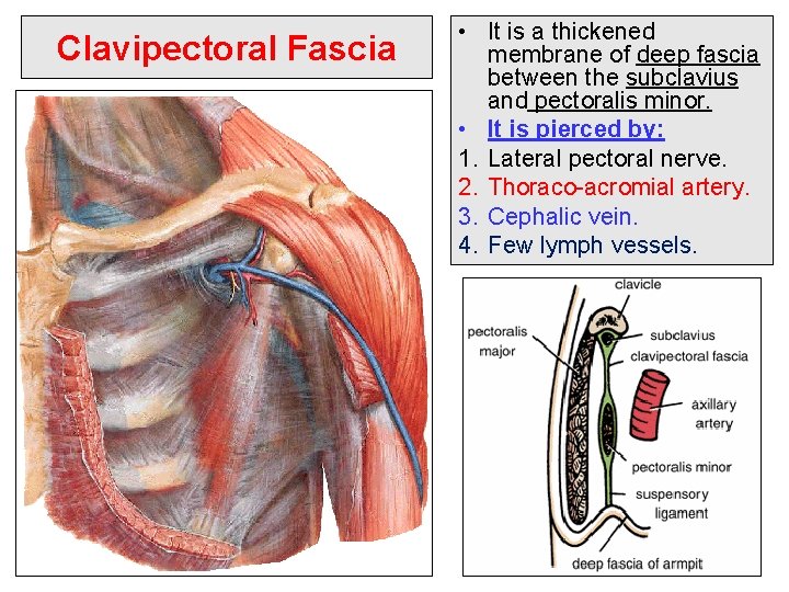 Clavipectoral Fascia • It is a thickened membrane of deep fascia between the subclavius