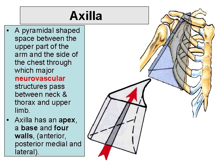 Axilla • A pyramidal shaped space between the upper part of the arm and