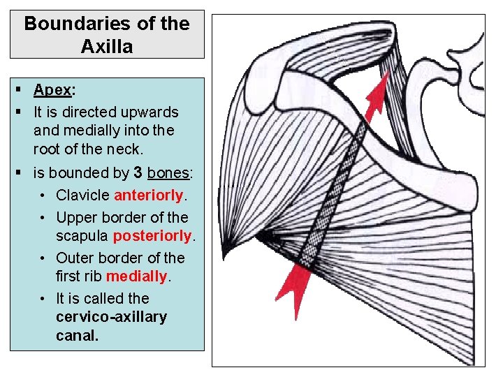 Boundaries of the Axilla § Apex: § It is directed upwards and medially into