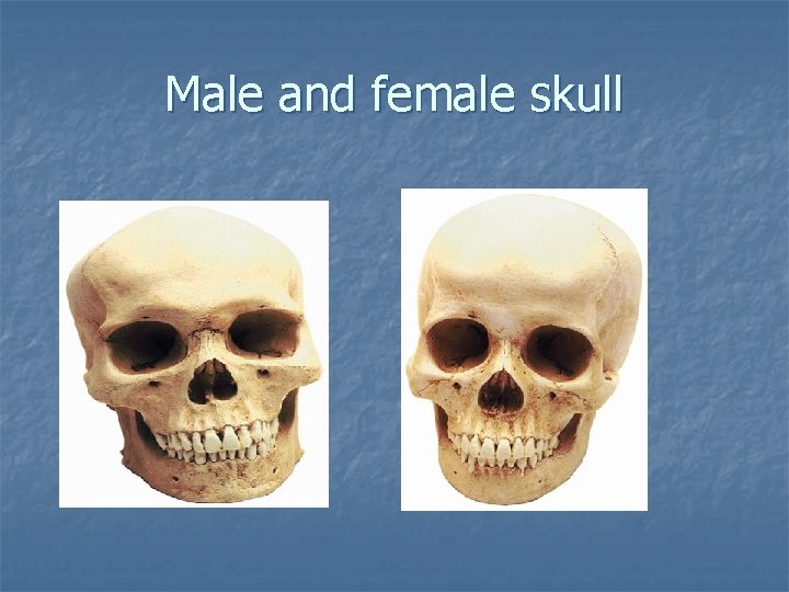 Male and female skull Male and female skull