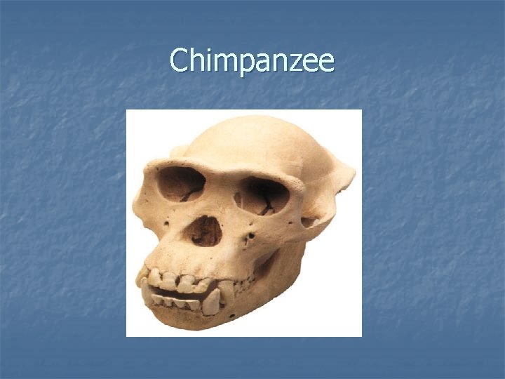 Chimpanzee Chimpanzee