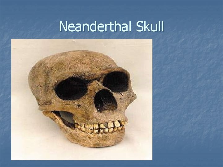 Neanderthal Skull Neanderthal Skull