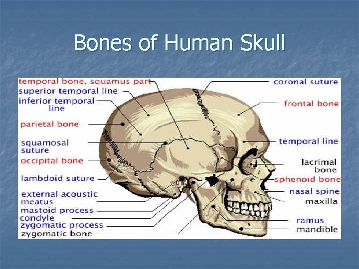 Bones of Human Skull Bones of Human Skull