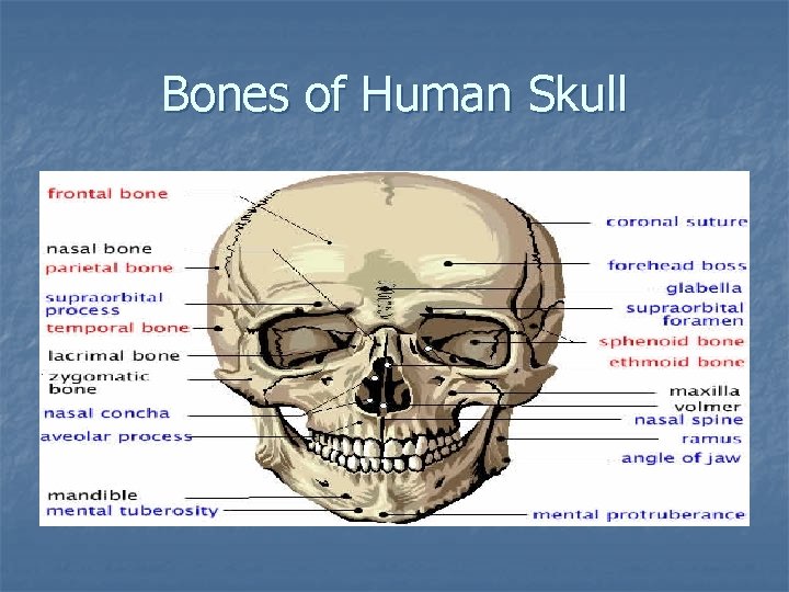 Bones of Human Skull Bones of Human Skull