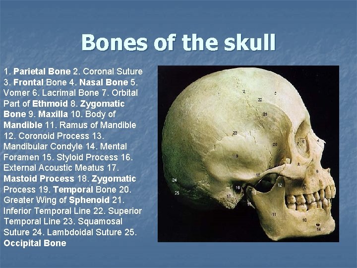Bones of the skull 1. Parietal Bone 2. Coronal Suture 3. Frontal Bone 4. Bones of the skull 1. Parietal Bone 2. Coronal Suture 3. Frontal Bone 4.