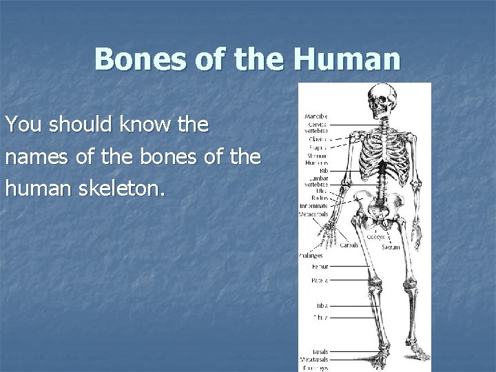 Bones of the Human You should know the names of the bones of the Bones of the Human You should know the names of the bones of the