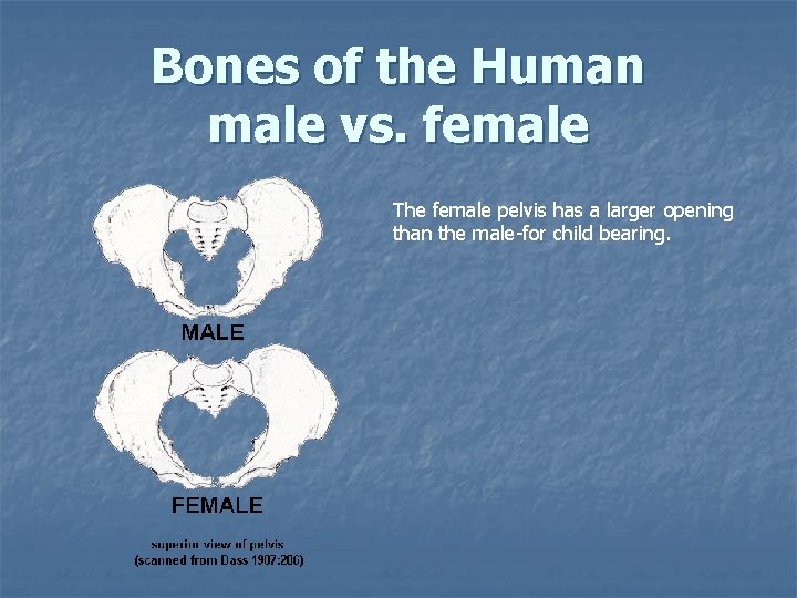 Bones of the Human male vs. female The female pelvis has a larger opening Bones of the Human male vs. female The female pelvis has a larger opening