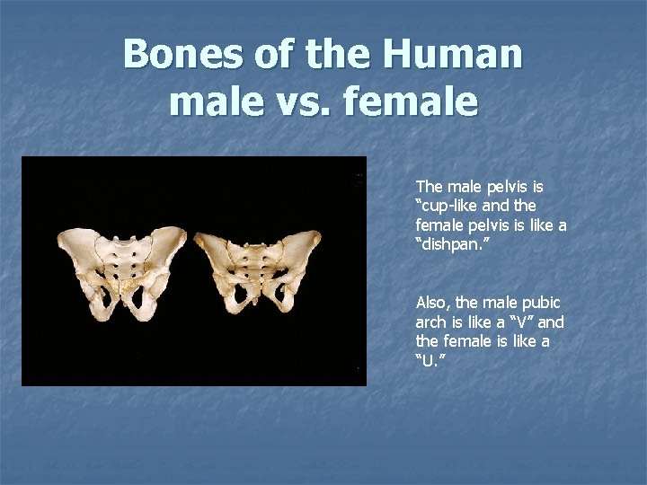 Bones of the Human male vs. female The male pelvis is “cup-like and the Bones of the Human male vs. female The male pelvis is “cup-like and the