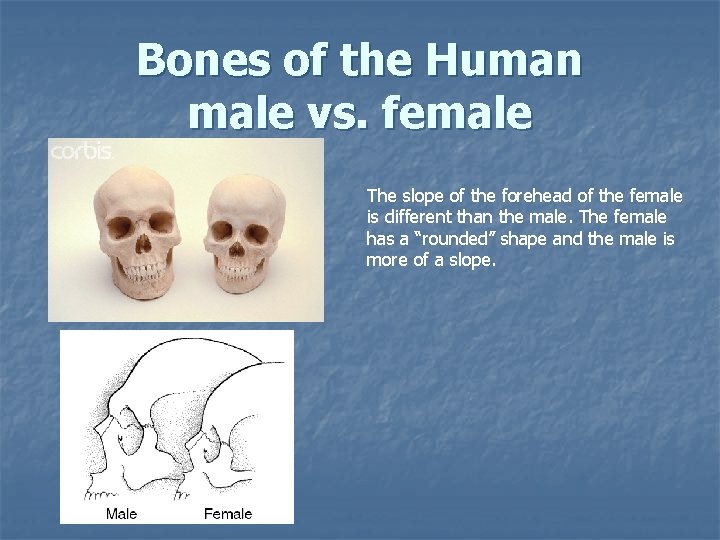 Bones of the Human male vs. female The slope of the forehead of the Bones of the Human male vs. female The slope of the forehead of the