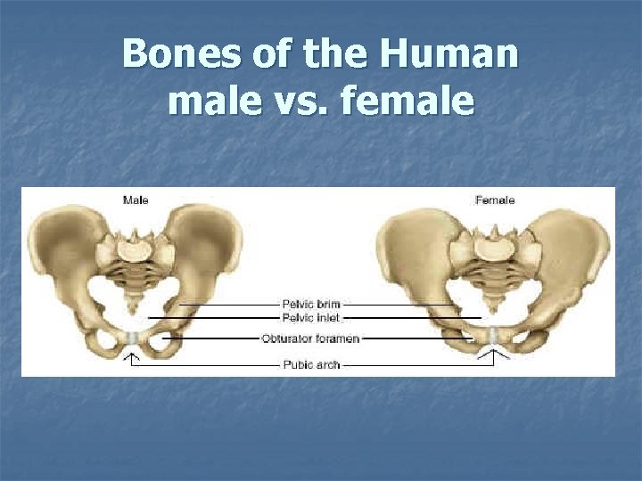 Bones of the Human male vs. female Bones of the Human male vs. female