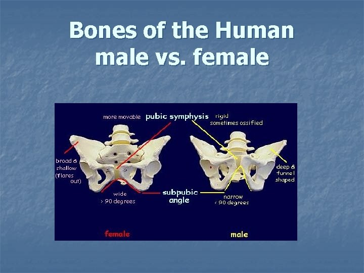 Bones of the Human male vs. female Bones of the Human male vs. female