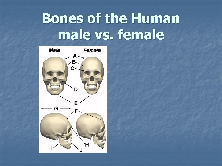 Bones of the Human male vs. female Bones of the Human male vs. female