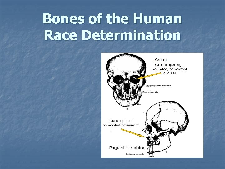 Bones of the Human Race Determination Bones of the Human Race Determination