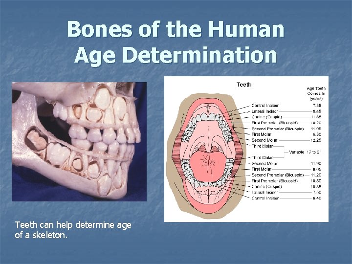 Bones of the Human Age Determination Teeth can help determine age of a skeleton. Bones of the Human Age Determination Teeth can help determine age of a skeleton.