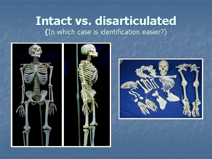 Intact vs. disarticulated (In which case is identification easier? ) Intact vs. disarticulated (In which case is identification easier? )