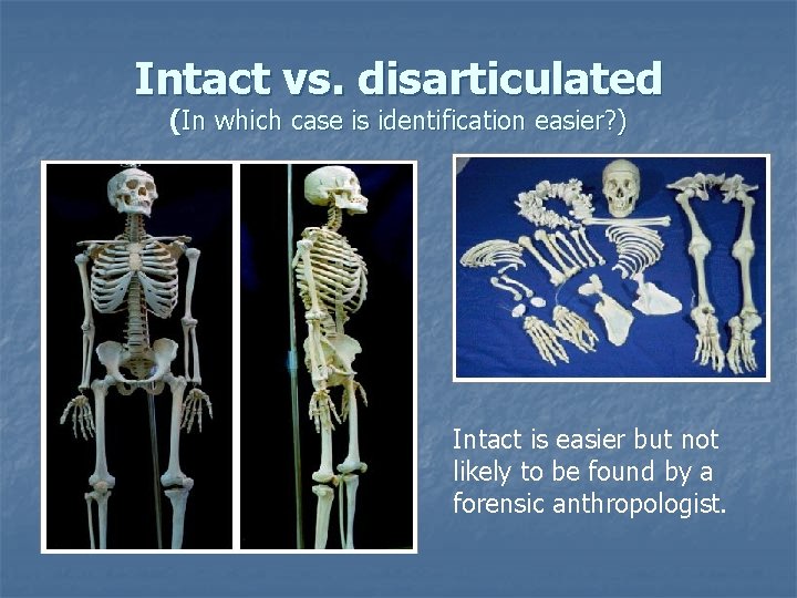 Intact vs. disarticulated (In which case is identification easier? ) Intact is easier but Intact vs. disarticulated (In which case is identification easier? ) Intact is easier but
