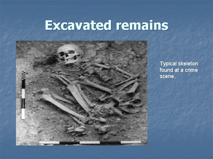 Excavated remains Typical skeleton found at a crime scene. Excavated remains Typical skeleton found at a crime scene.