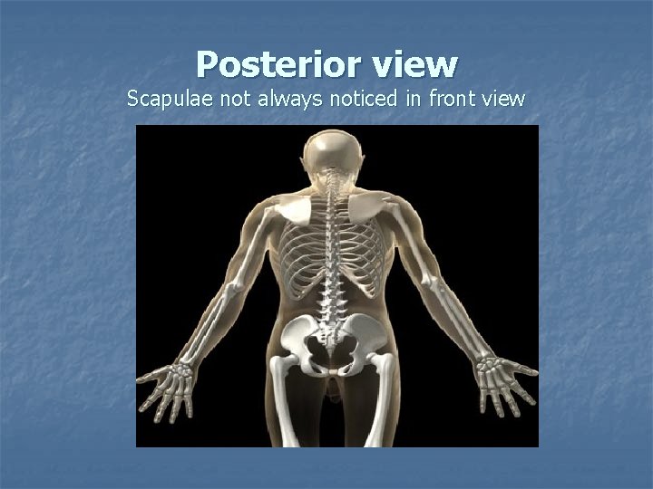 Posterior view Scapulae not always noticed in front view Posterior view Scapulae not always noticed in front view