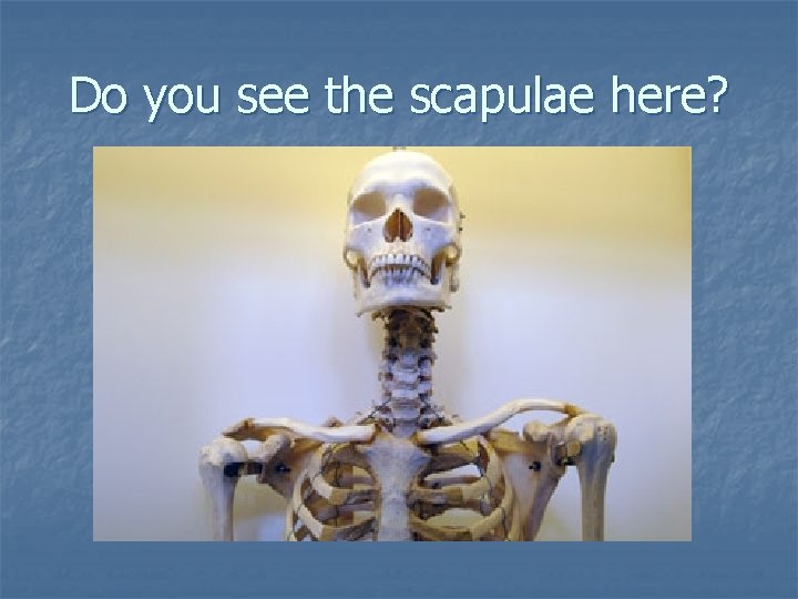 Do you see the scapulae here? Do you see the scapulae here?