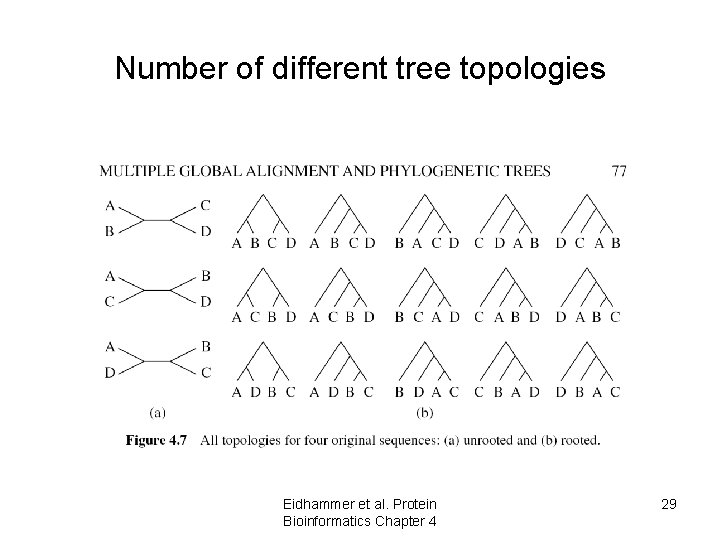 Number of different tree topologies Eidhammer et al. Protein Bioinformatics Chapter 4 29 Number of different tree topologies Eidhammer et al. Protein Bioinformatics Chapter 4 29