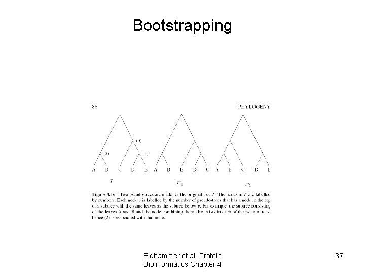 Bootstrapping Eidhammer et al. Protein Bioinformatics Chapter 4 37 Bootstrapping Eidhammer et al. Protein Bioinformatics Chapter 4 37